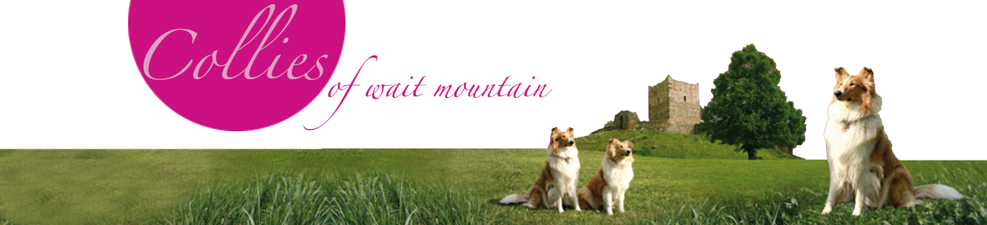 Collies auf der Wiese for der Wartburg in Angersbach